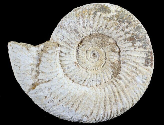 Perisphinctes Ammonite - Jurassic #68183